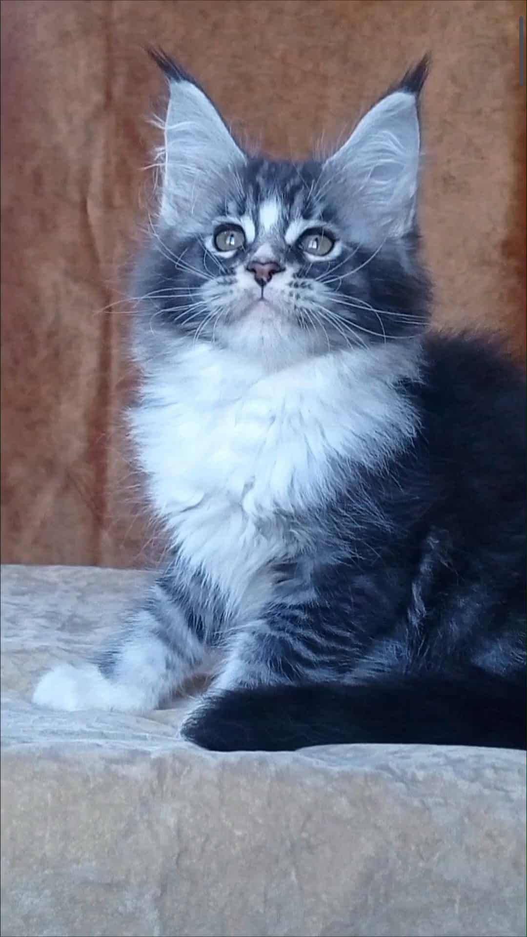 Uslada-Female - Image 4