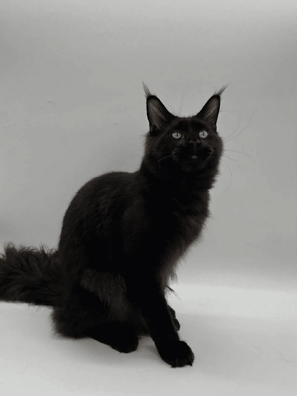 Amur-Male - Image 10