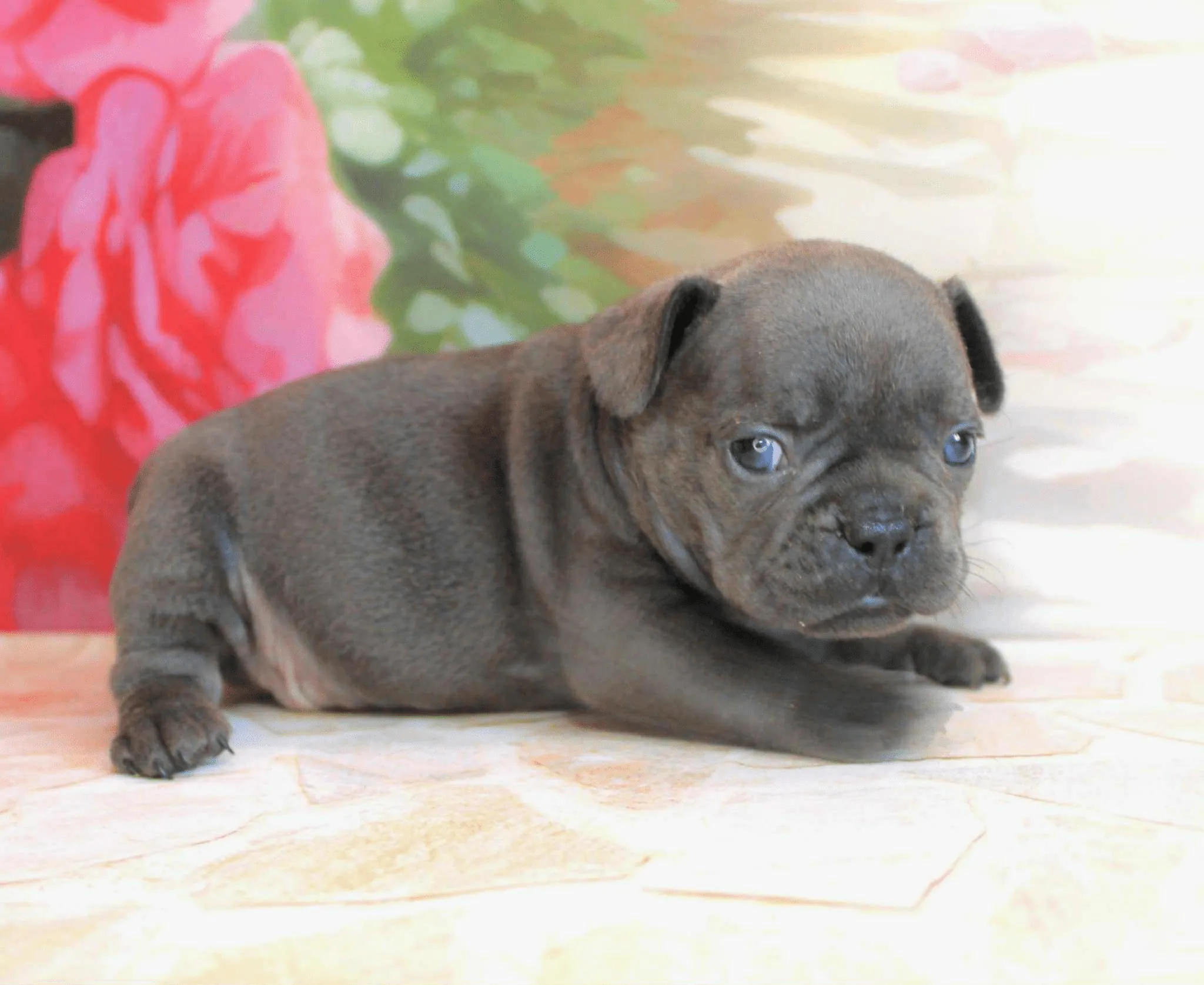 Sadie-Female - Image 6