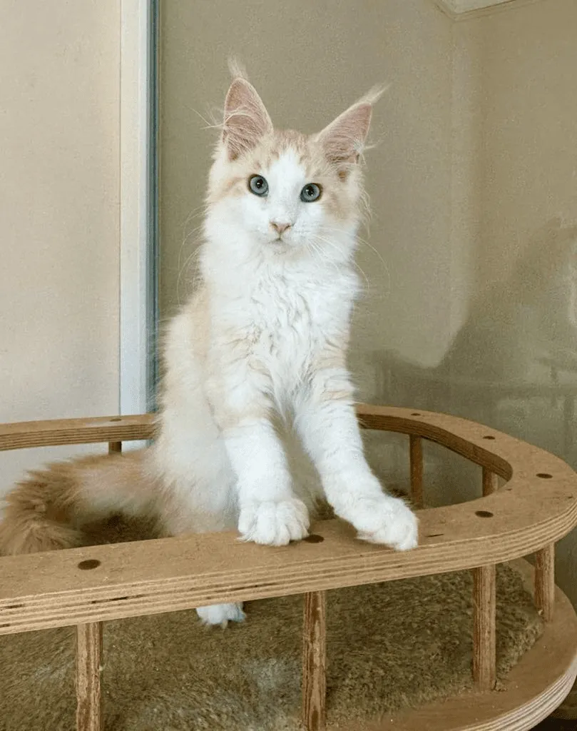 Calif-Male - Image 2