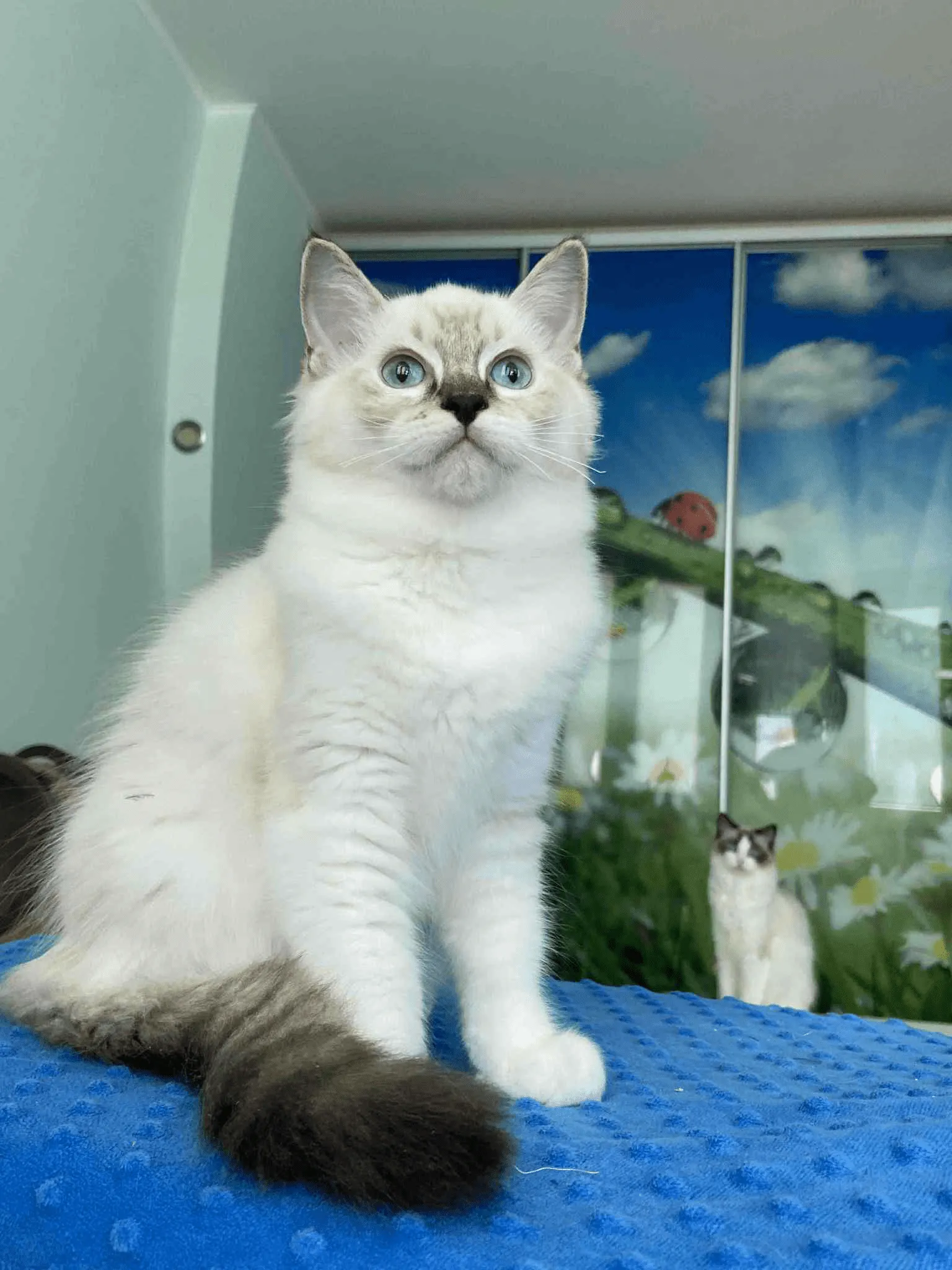 Gloria-Female - Image 3