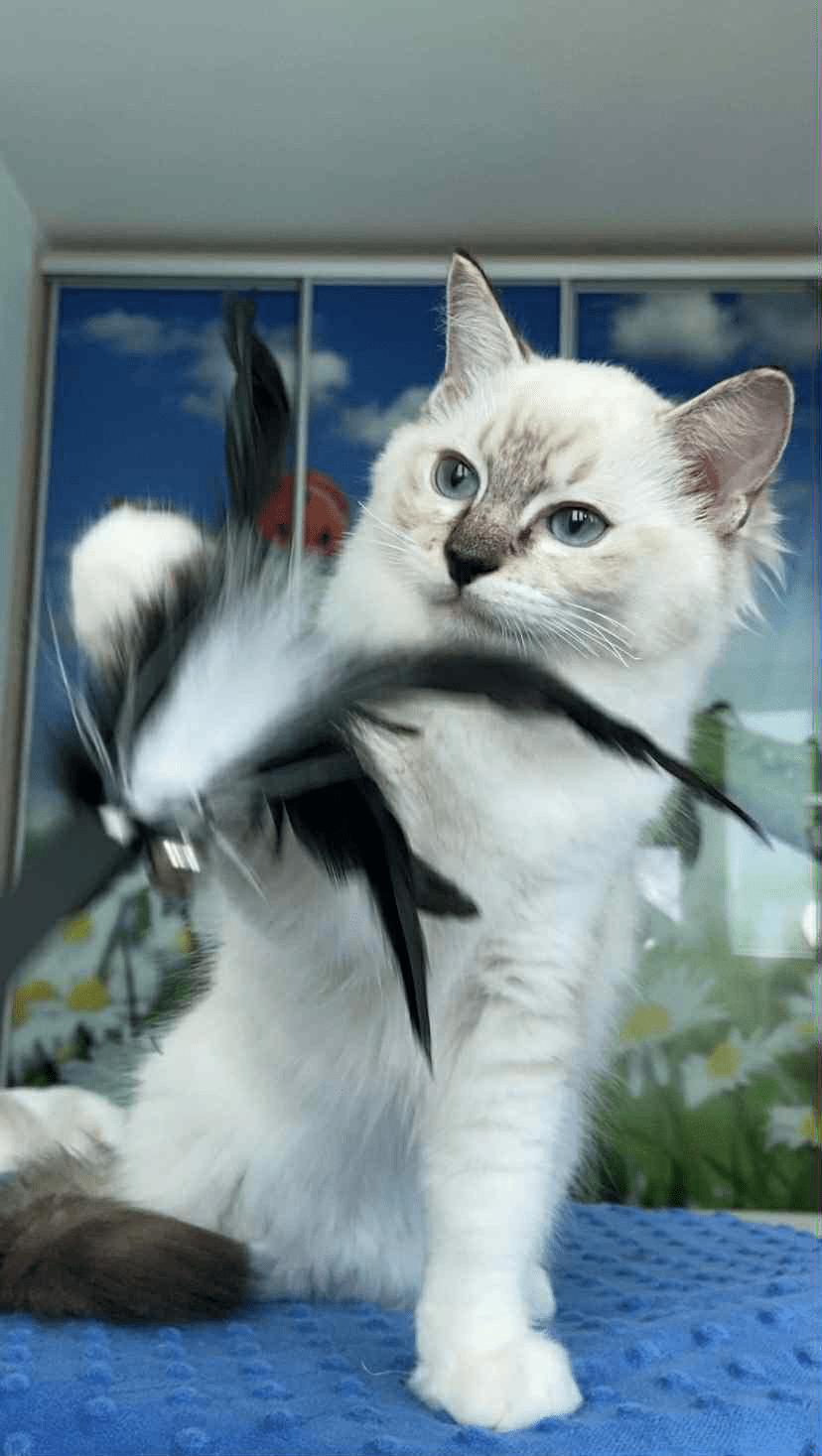 Gloria-Female - Image 2