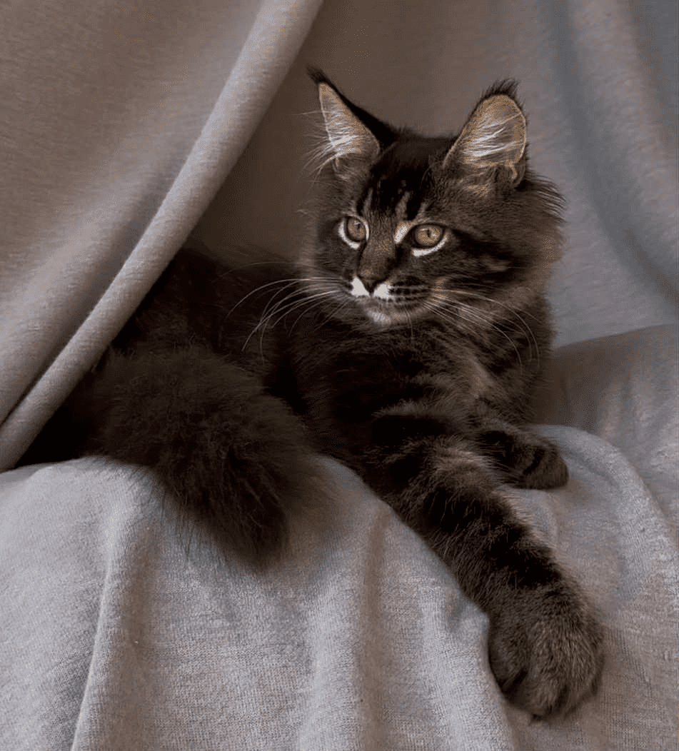 Vestern-Male - Image 21