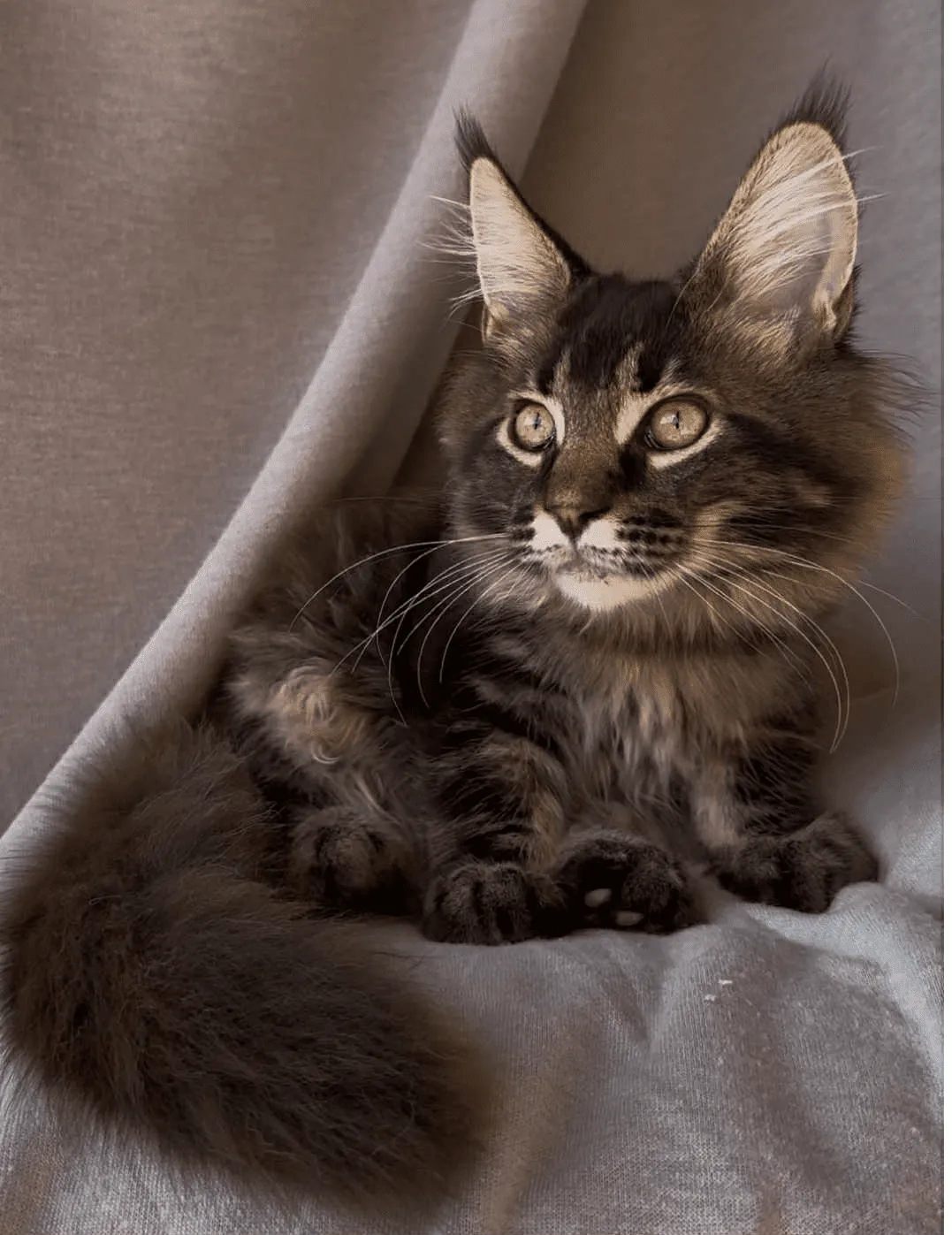 Vestern-Male - Image 7