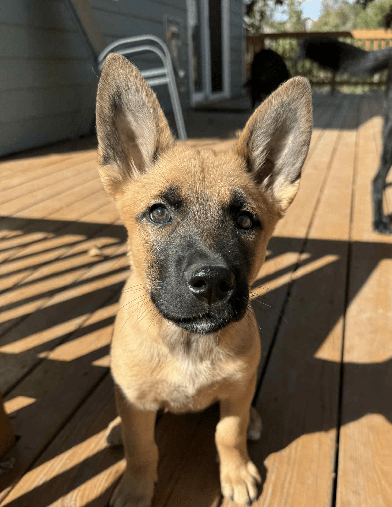 Moxie-Female