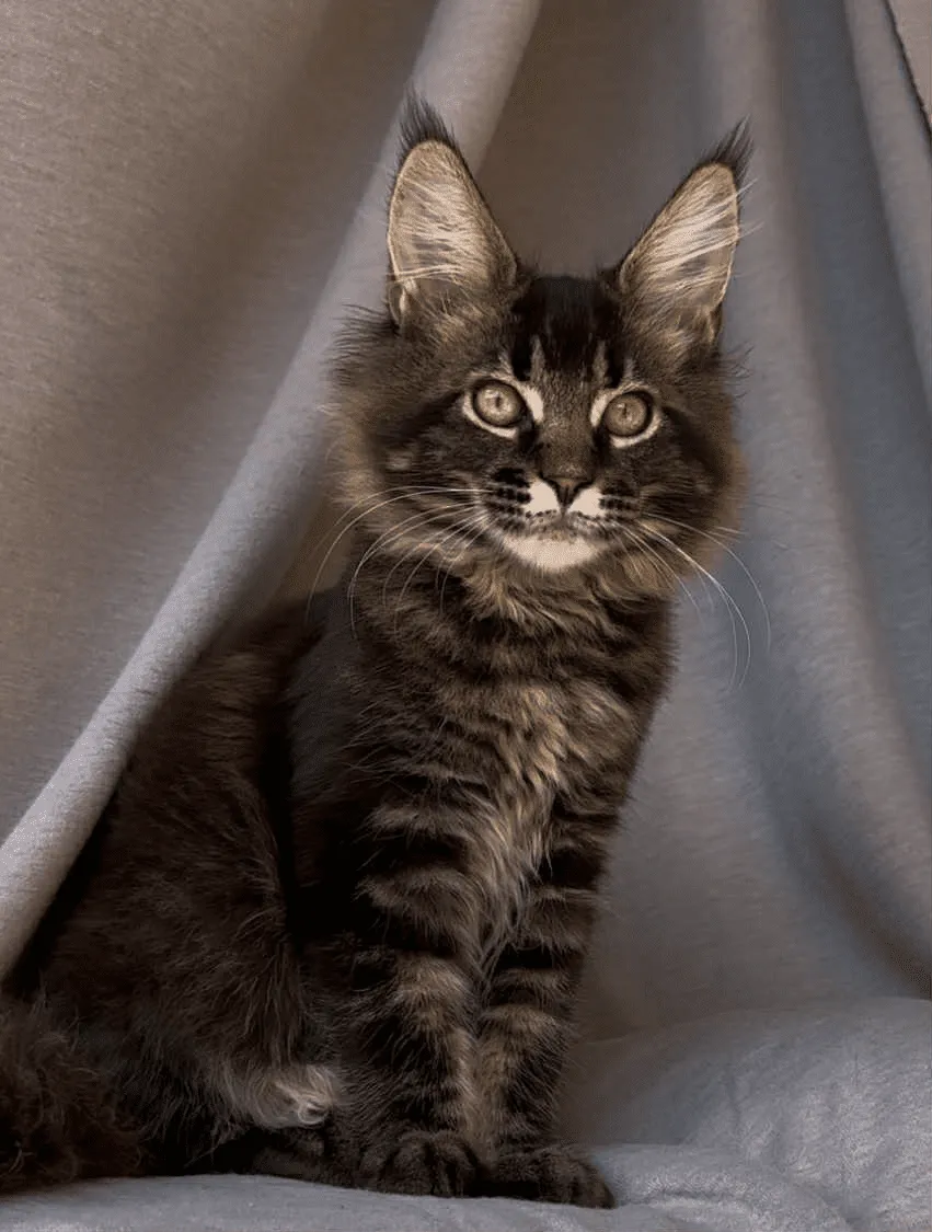 Vestern-Male - Image 16