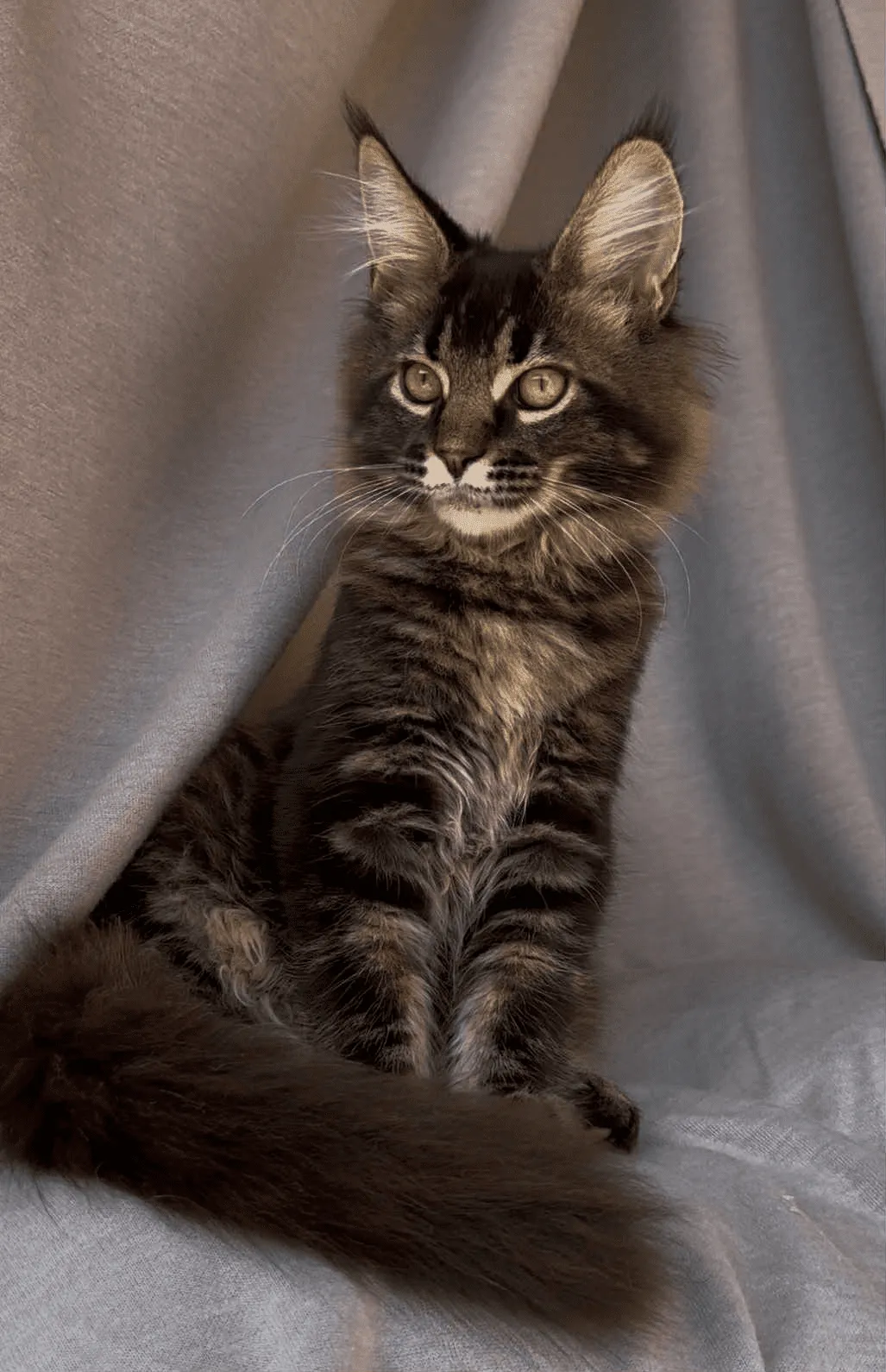 Vestern-Male - Image 10