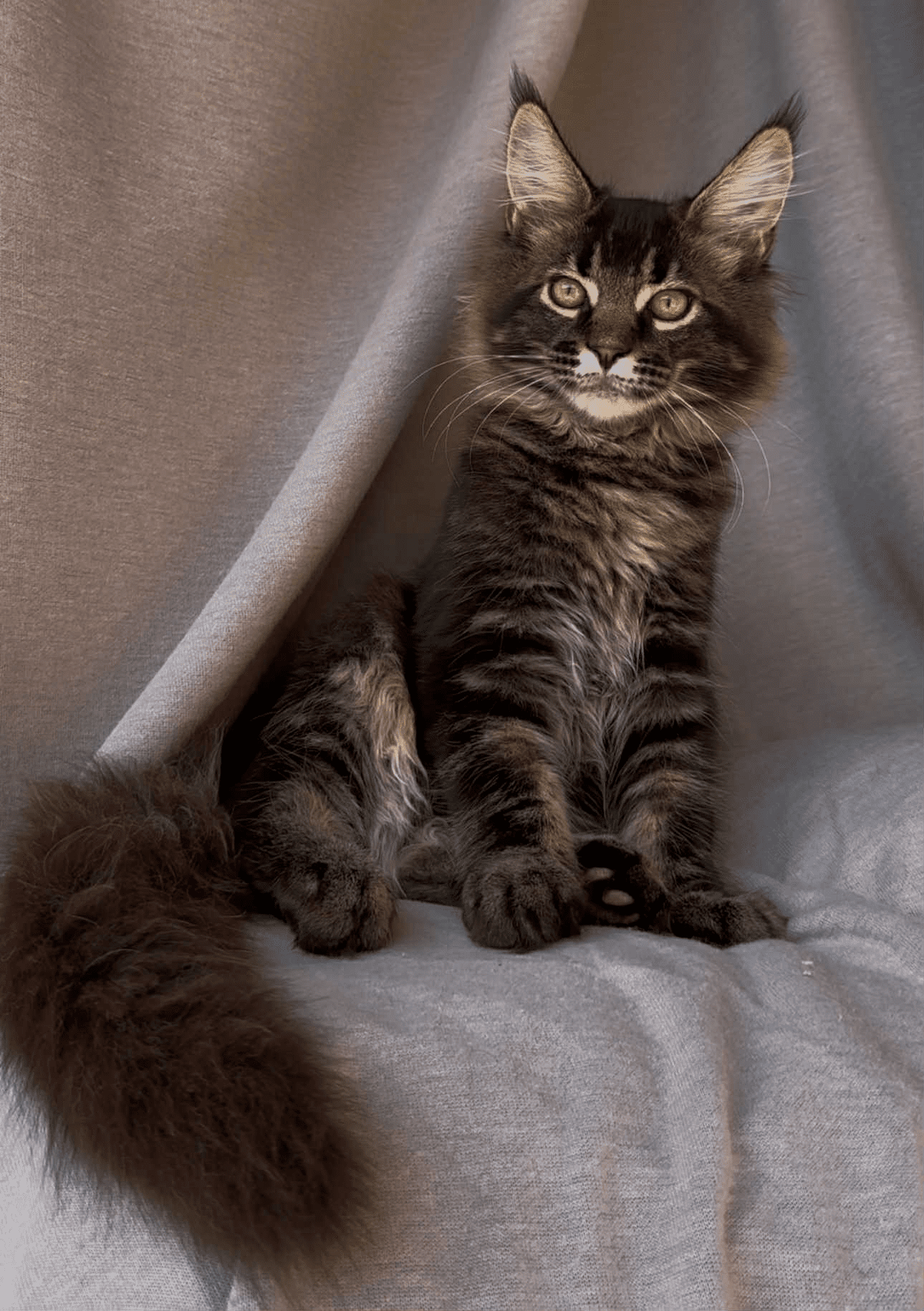 Vestern-Male - Image 11