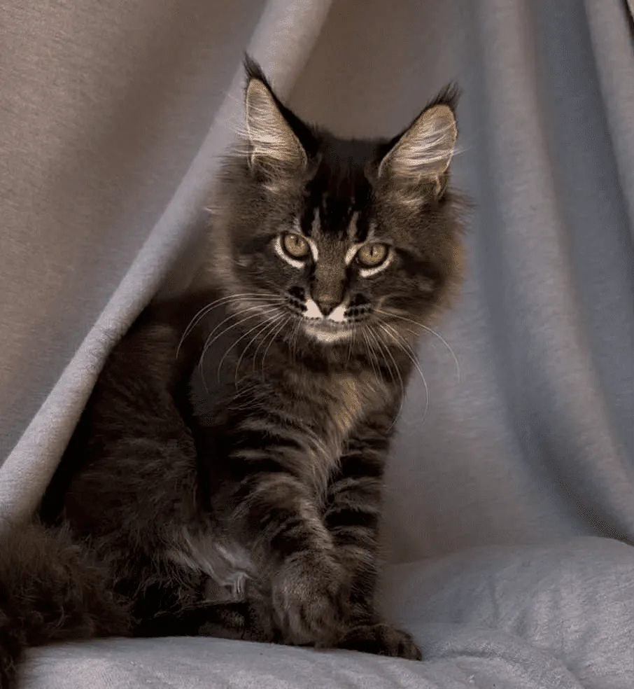 Vestern-Male - Image 17