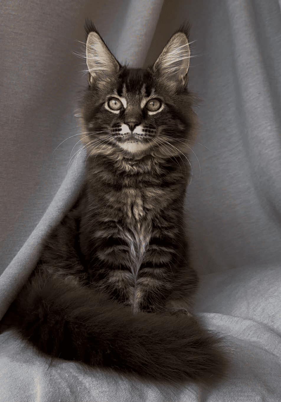 Vestern-Male - Image 2