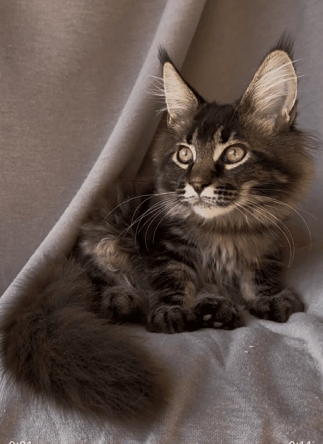 Vestern-Male - Image 5