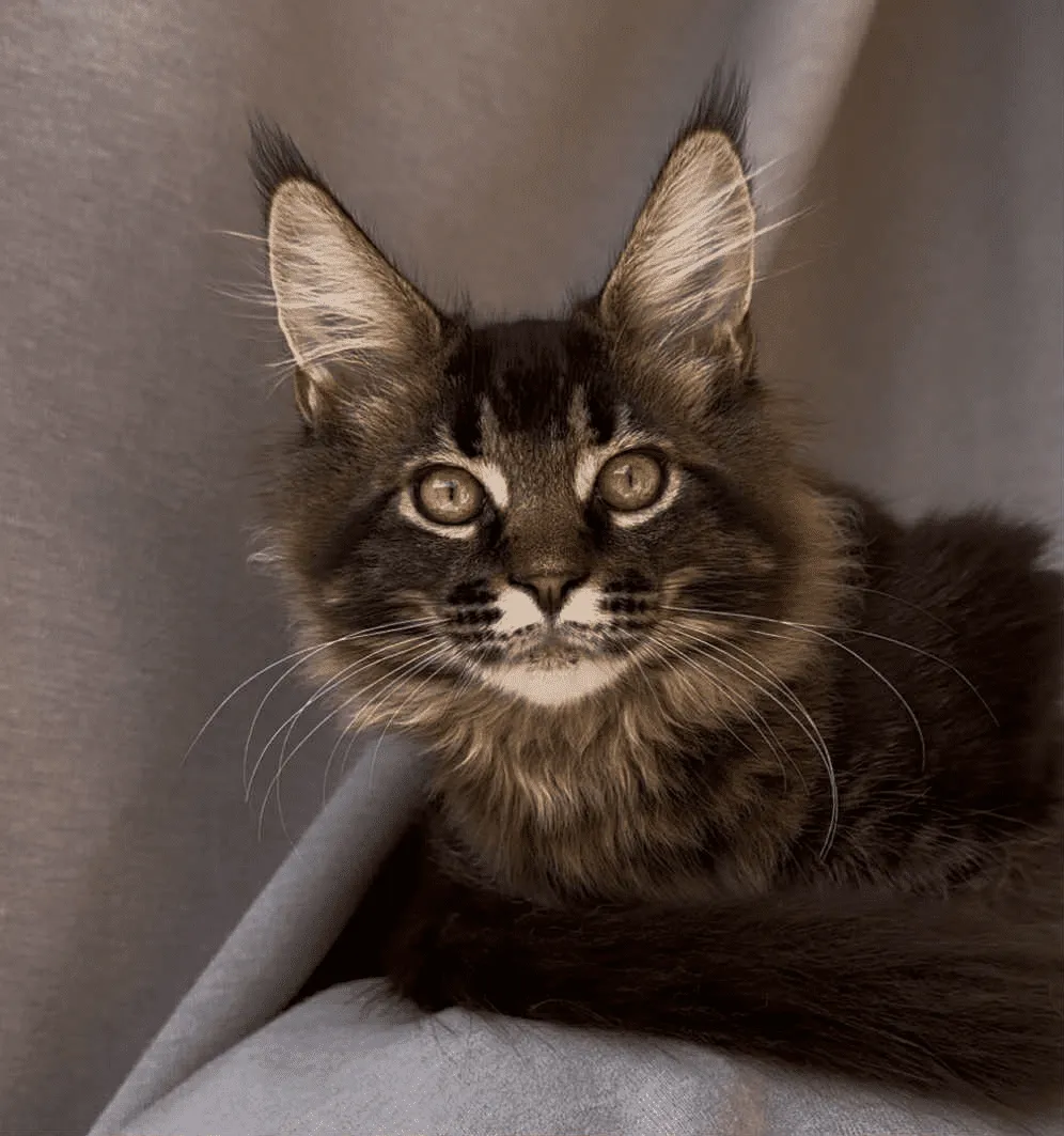 Vestern-Male - Image 8