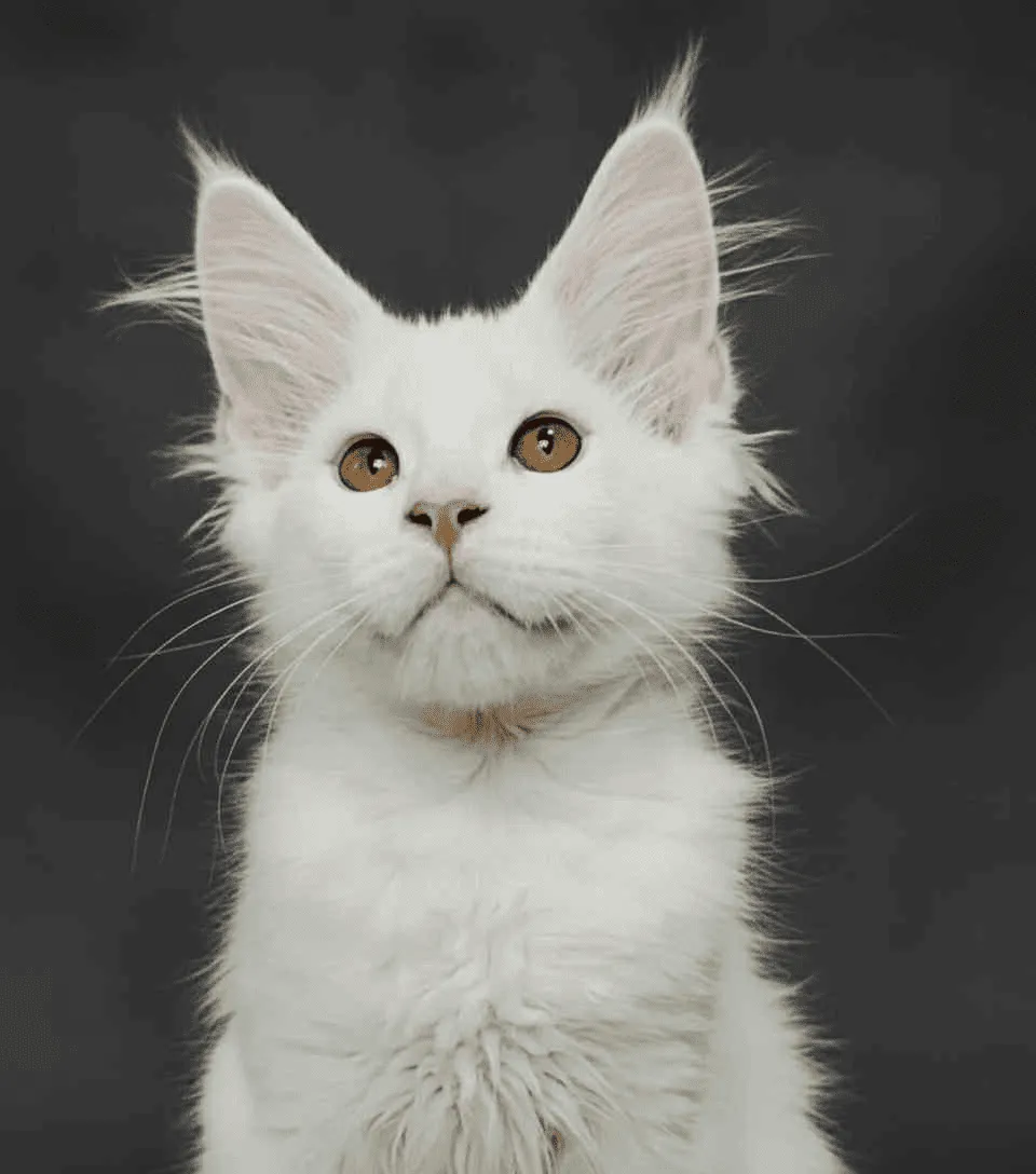 Sebastian-Male - Image 5