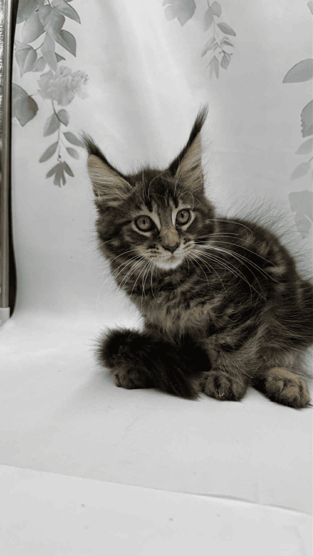 Takki-Male - Image 5