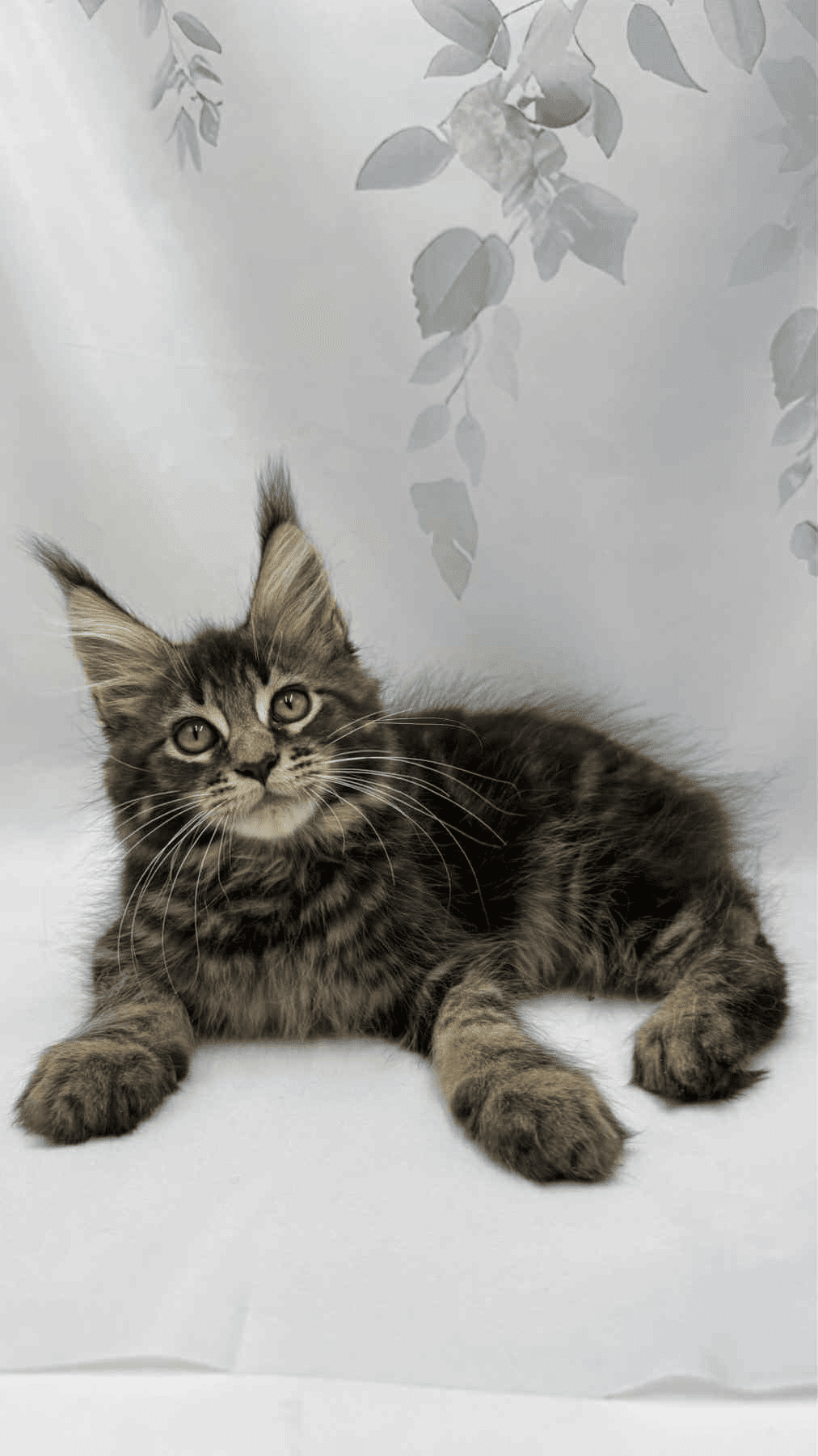 Takki-Male - Image 9