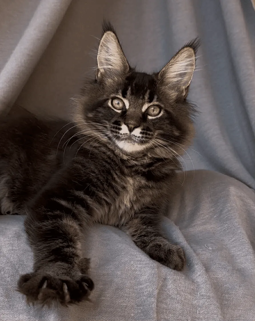 Vestern-Male - Image 13