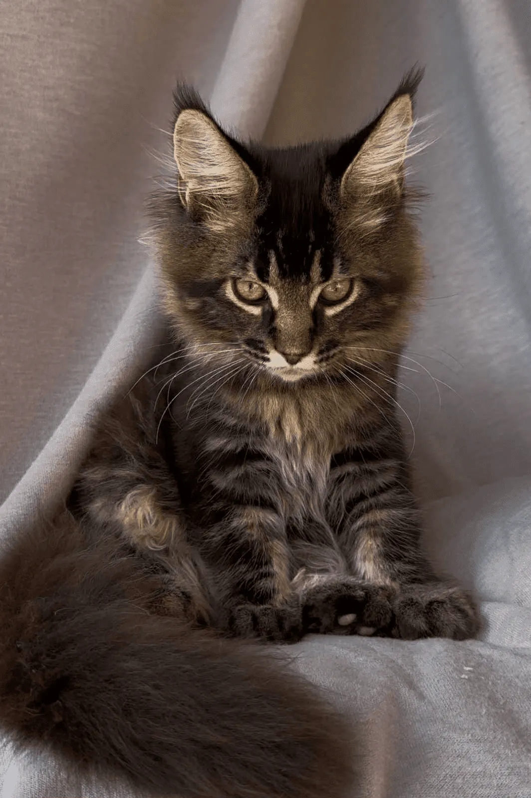 Vestern-Male - Image 6