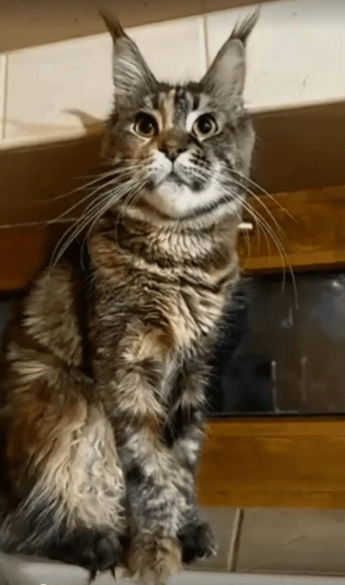 Sebastian-Male - Image 19