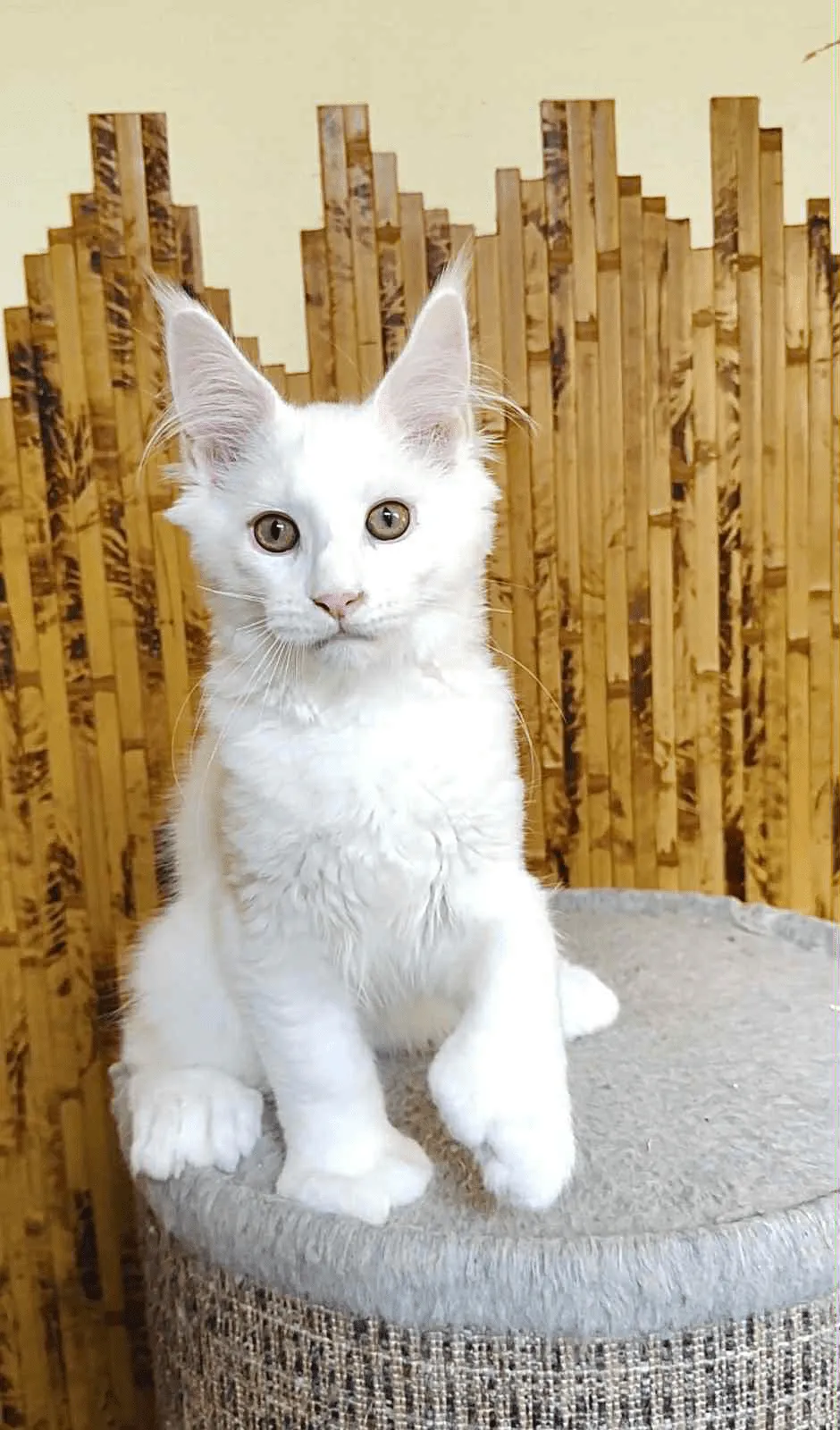 Sebastian-Male - Image 6