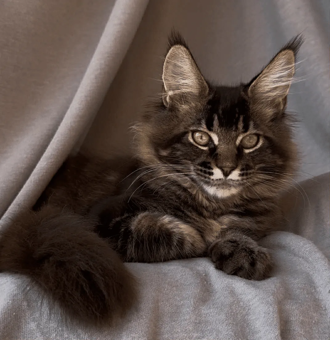 Vestern-Male - Image 24