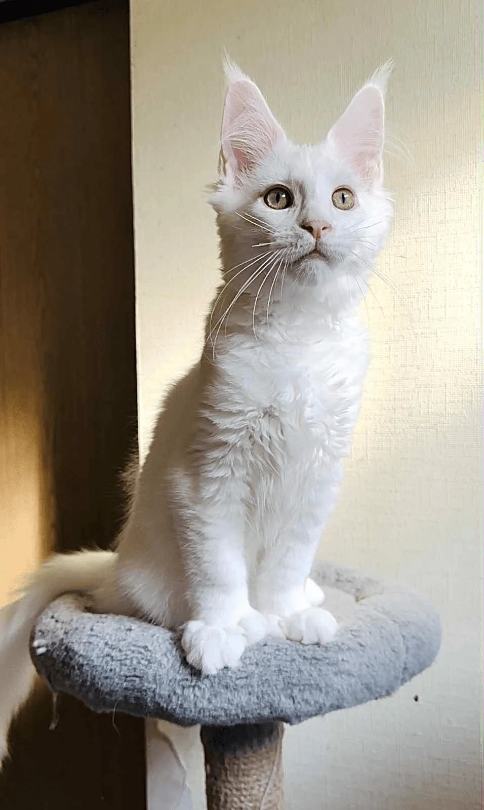 Sebastian-Male - Image 9