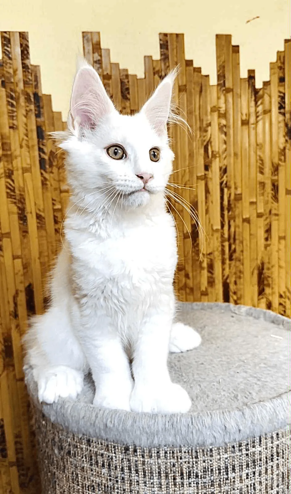 Sebastian-Male - Image 10