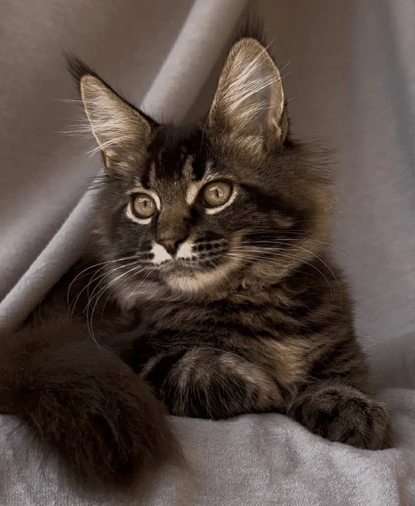 Vestern-Male - Image 26