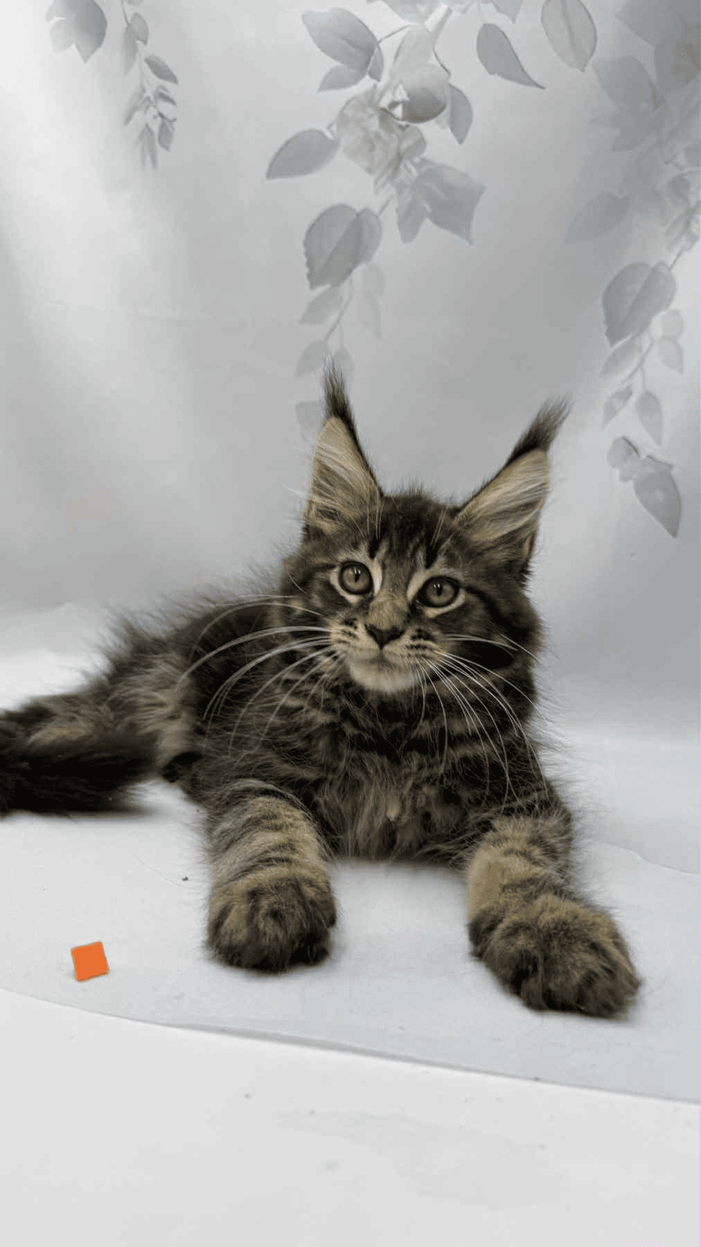 Takki-Male - Image 4