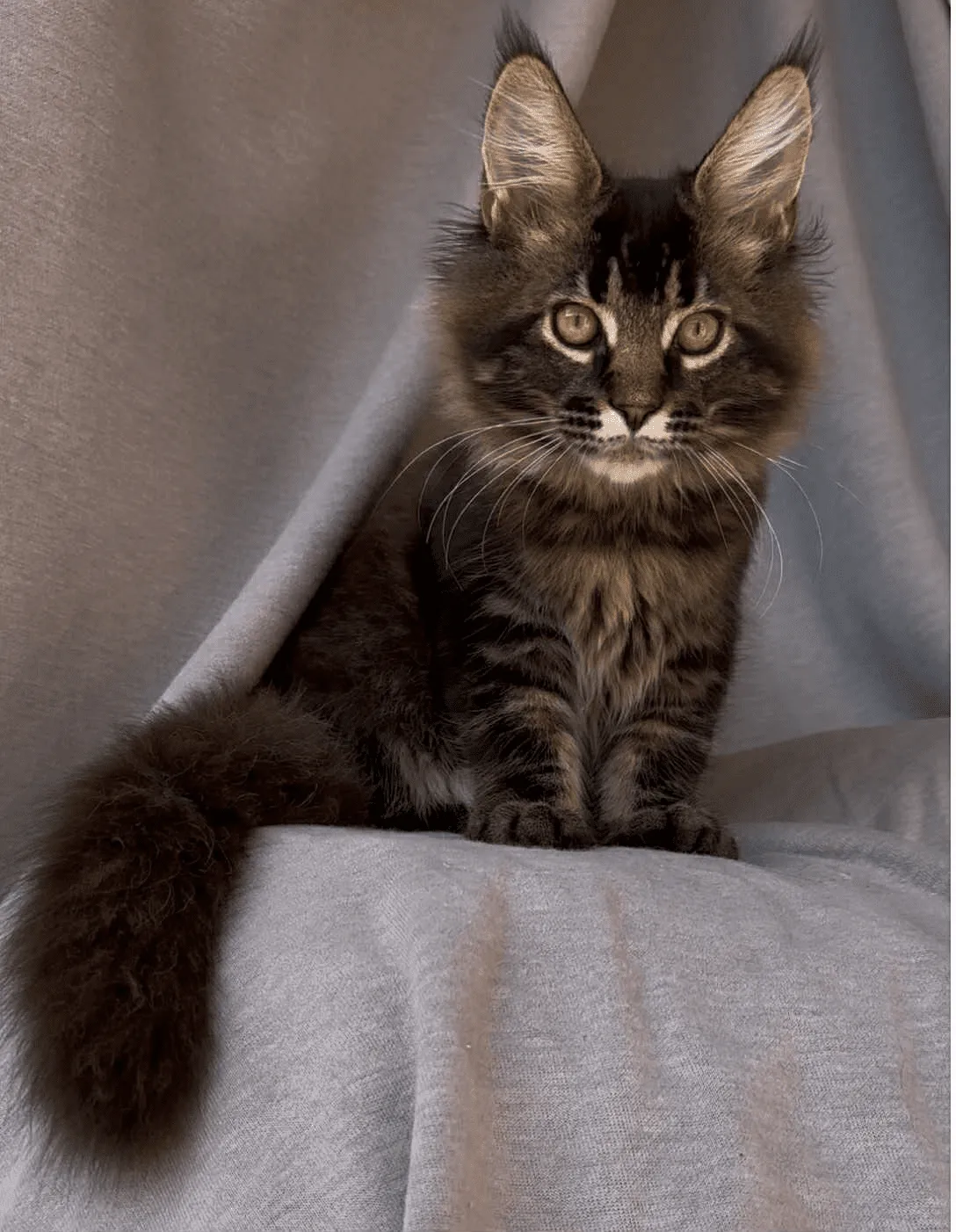 Vestern-Male - Image 22