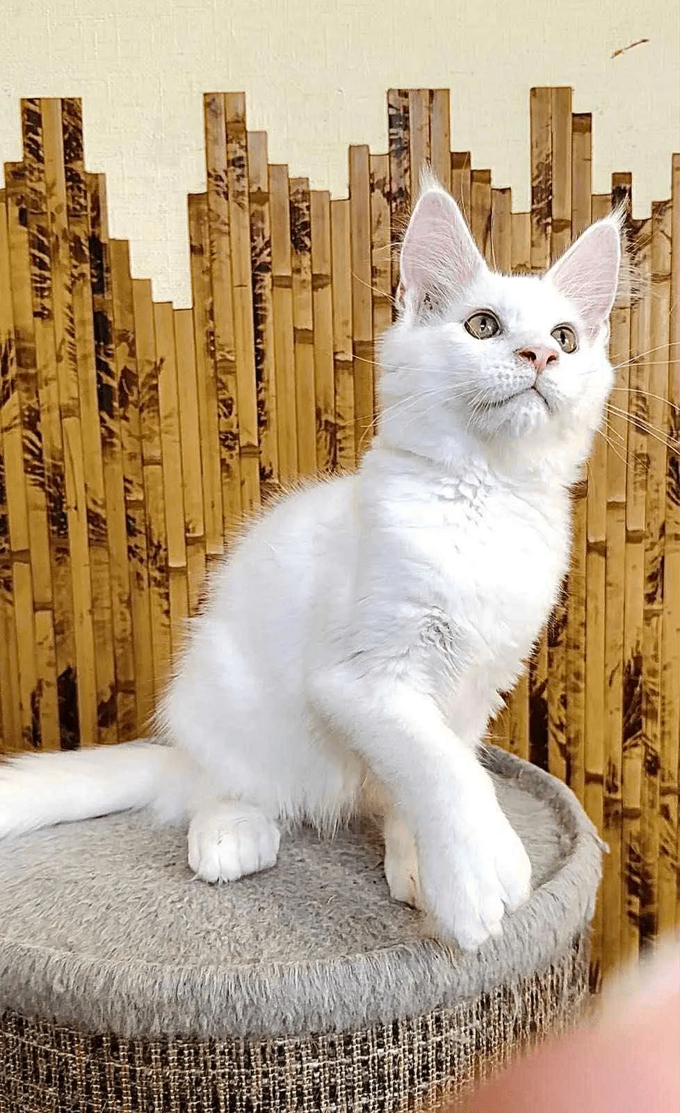 Sebastian-Male - Image 12