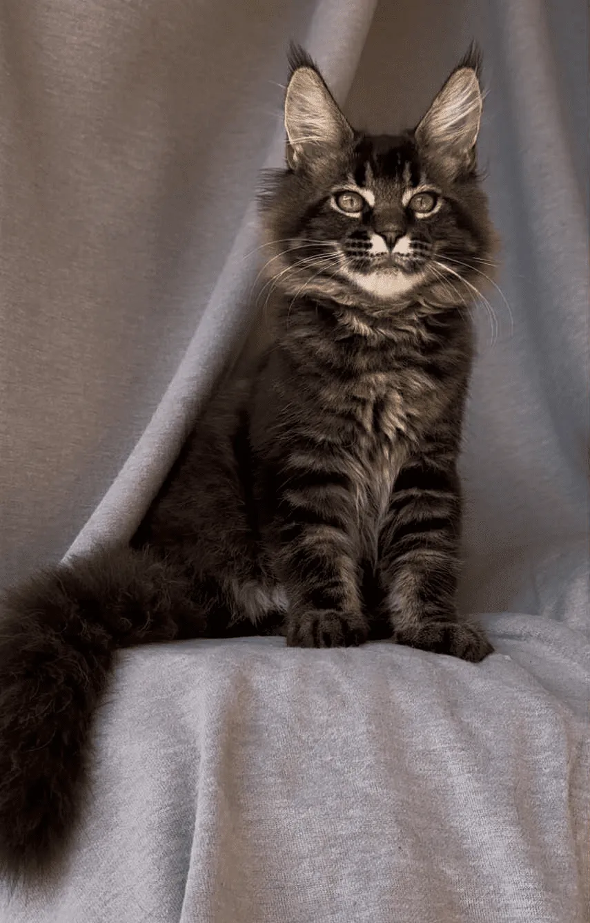 Vestern-Male - Image 19