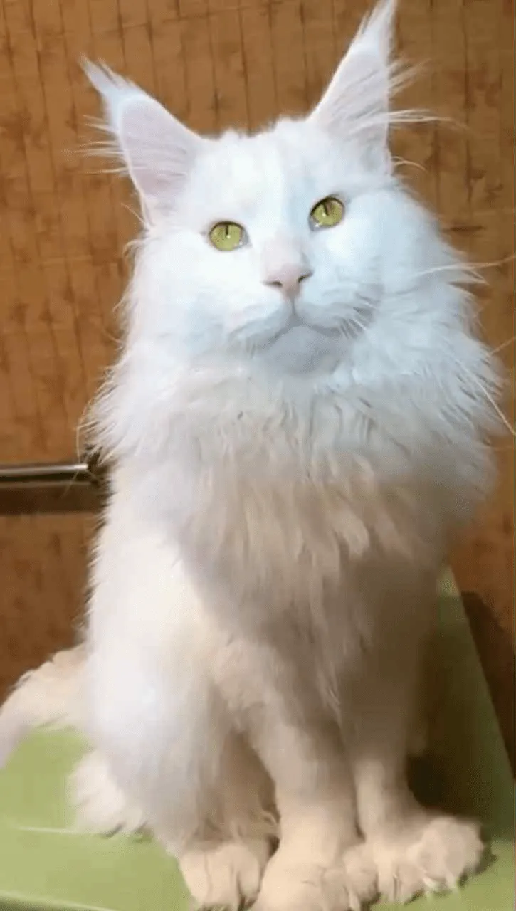 Sebastian-Male - Image 18