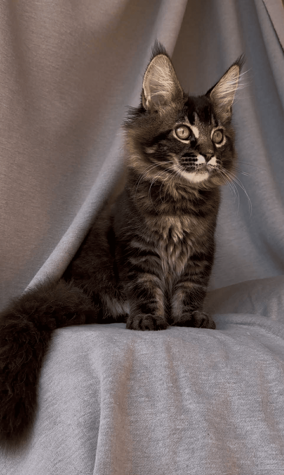 Vestern-Male - Image 18