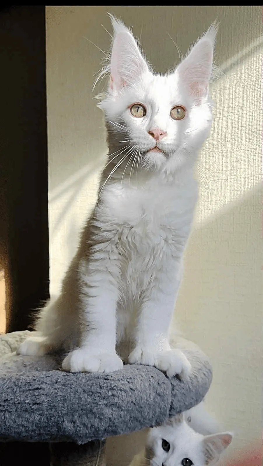 Sebastian-Male - Image 7