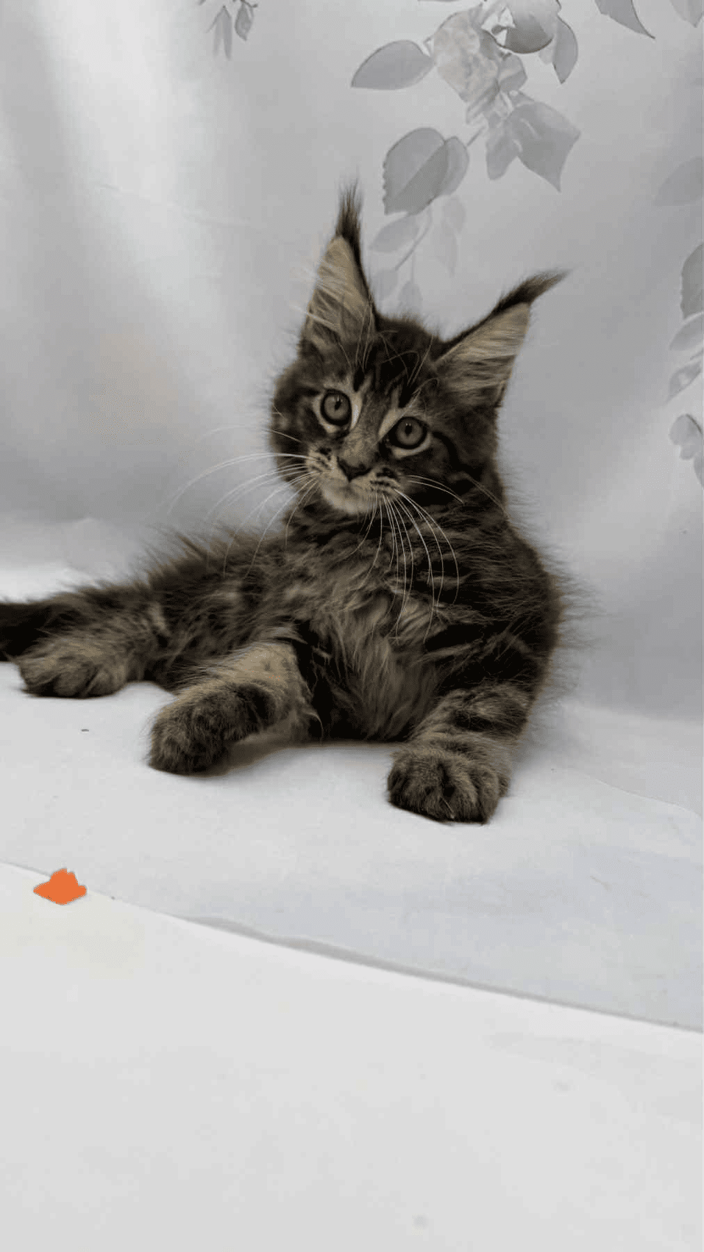 Takki-Male - Image 7