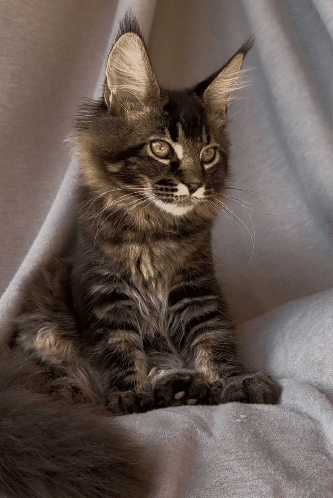 Vestern-Male - Image 4