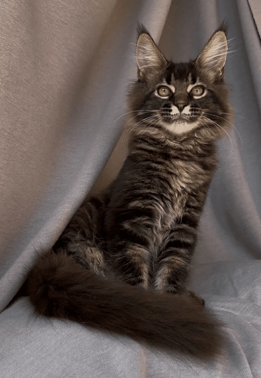 Vestern-Male - Image 12