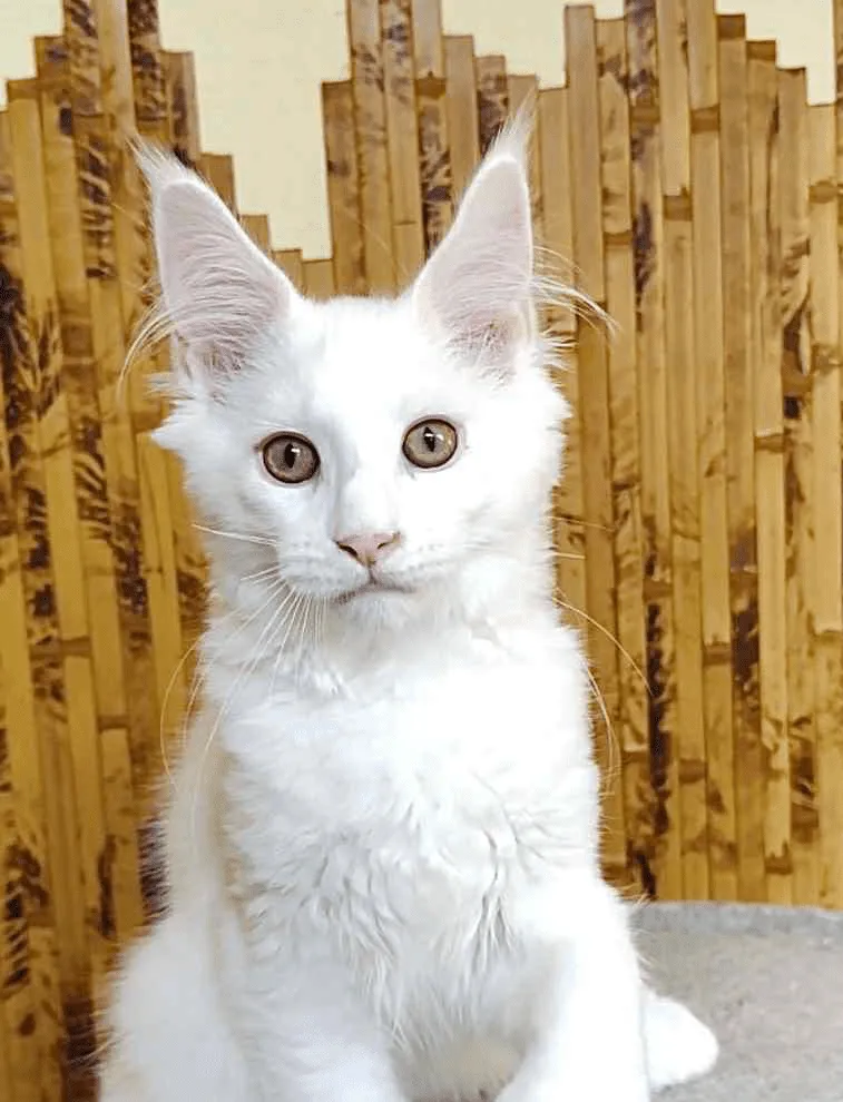 Sebastian-Male - Image 16