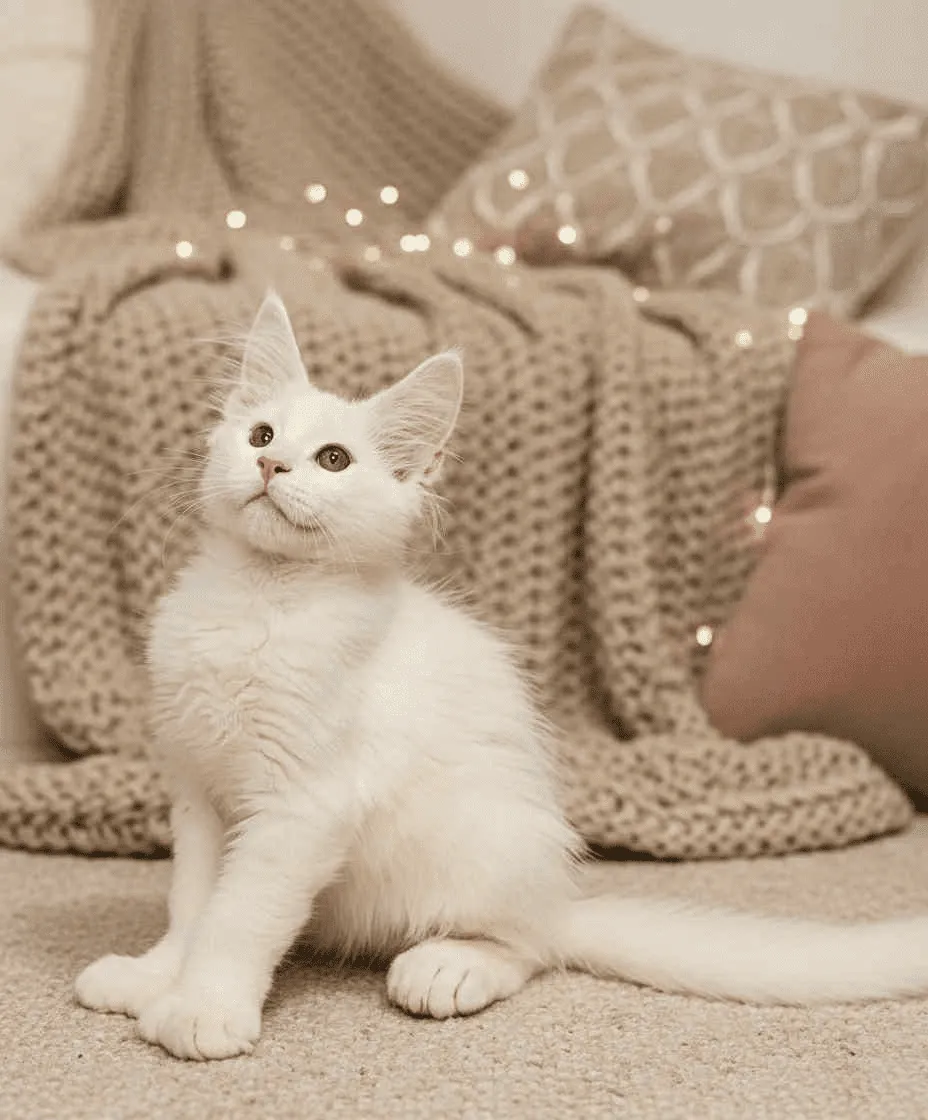 Sebastian-Male - Image 4