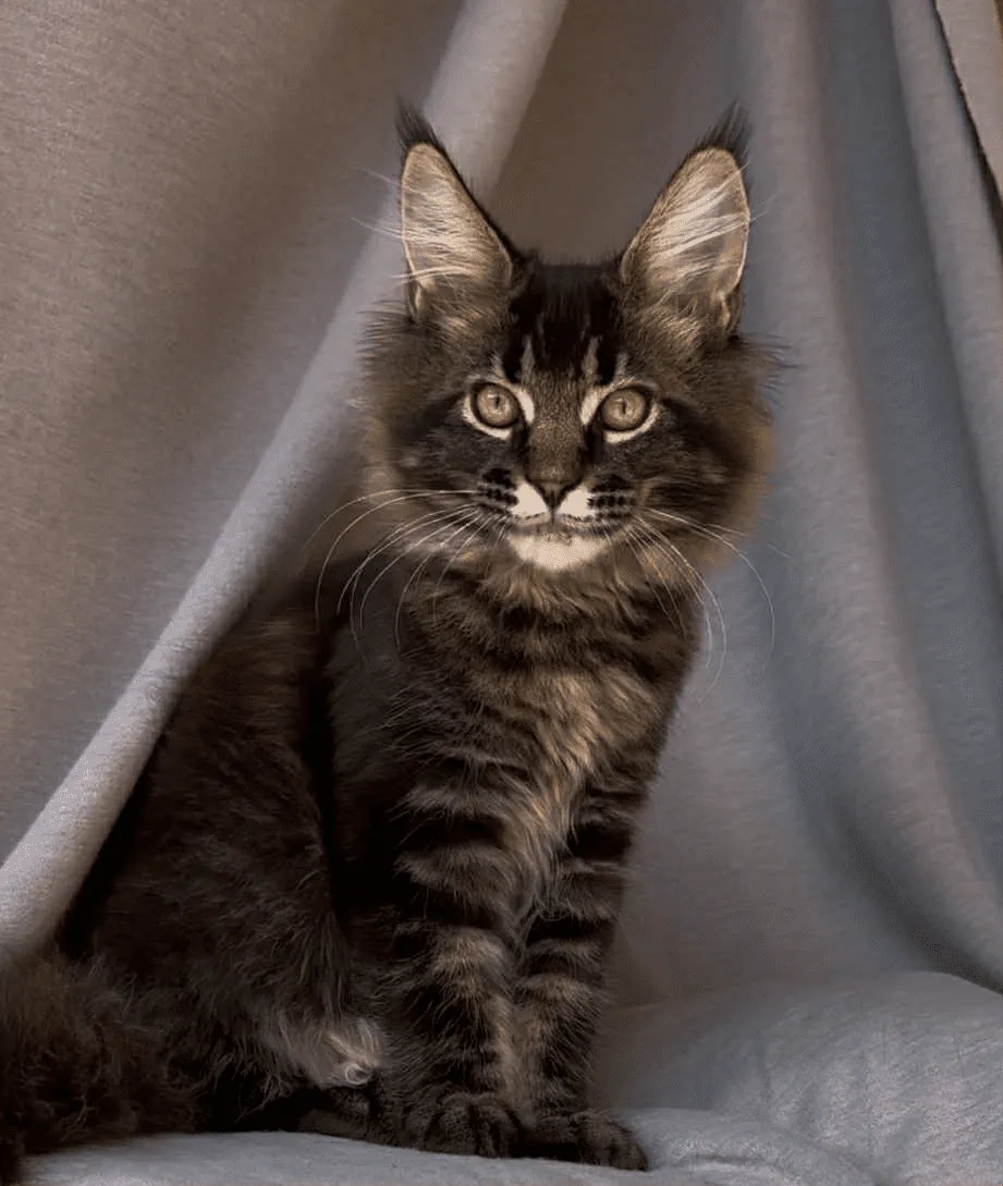 Vestern-Male - Image 15