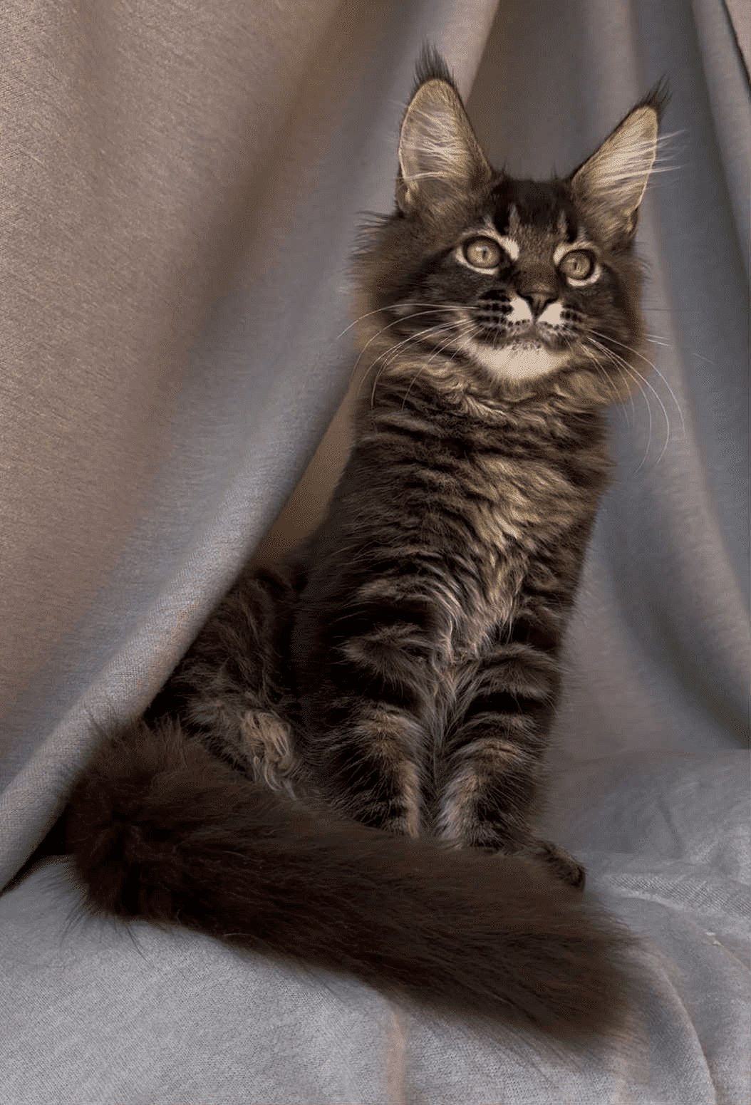 Vestern-Male - Image 9