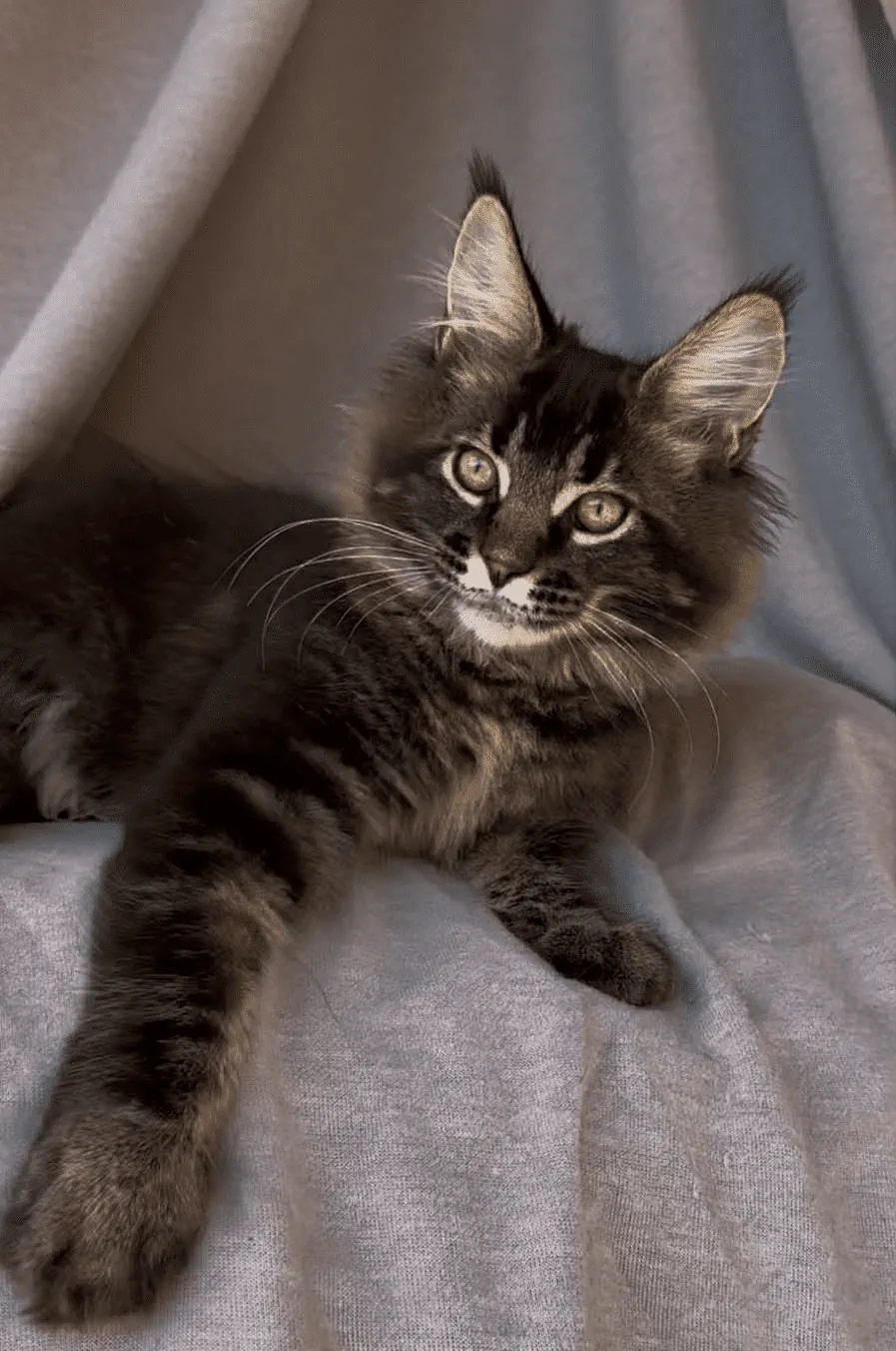 Vestern-Male - Image 14