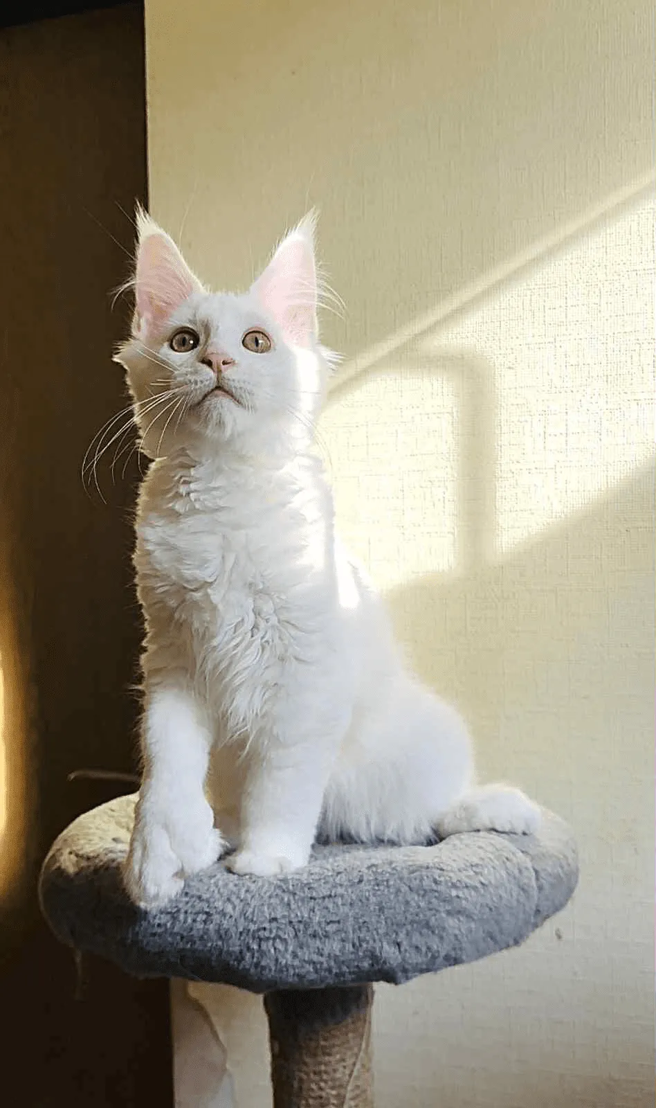 Sebastian-Male - Image 8