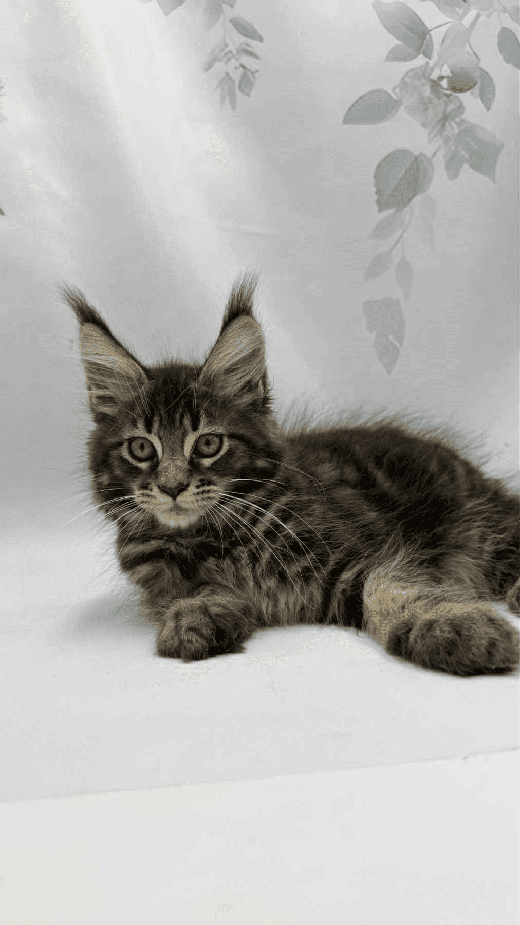 Takki-Male - Image 2