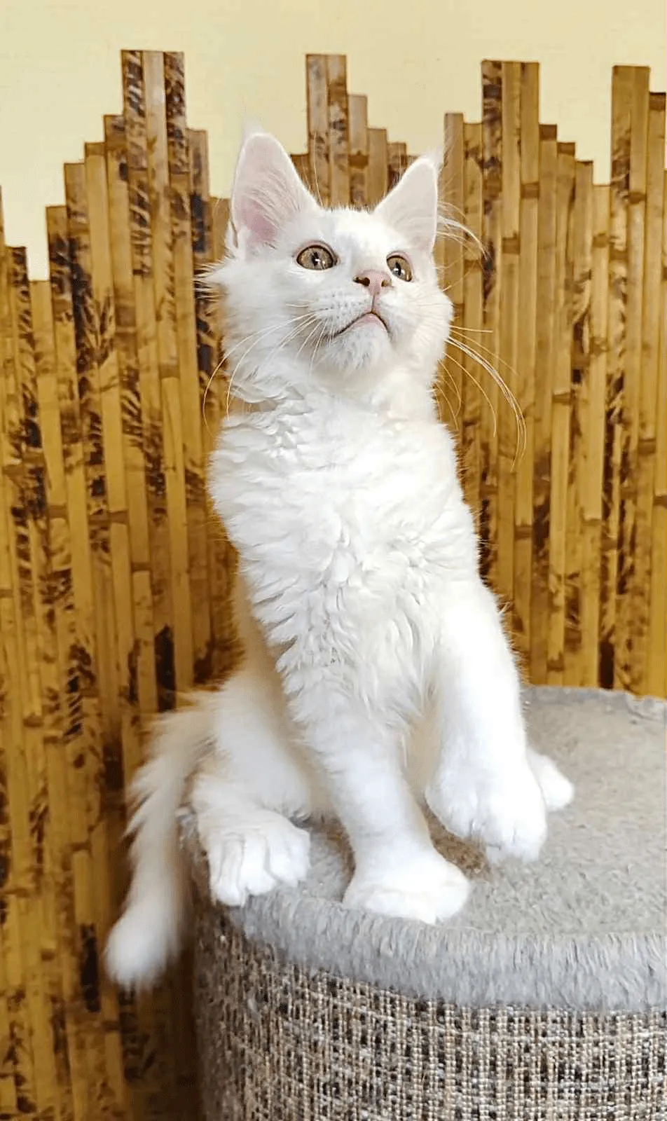 Sebastian-Male - Image 11