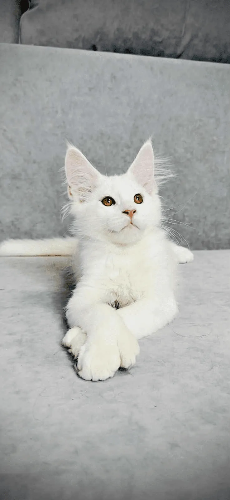 Sebastian-Male - Image 3