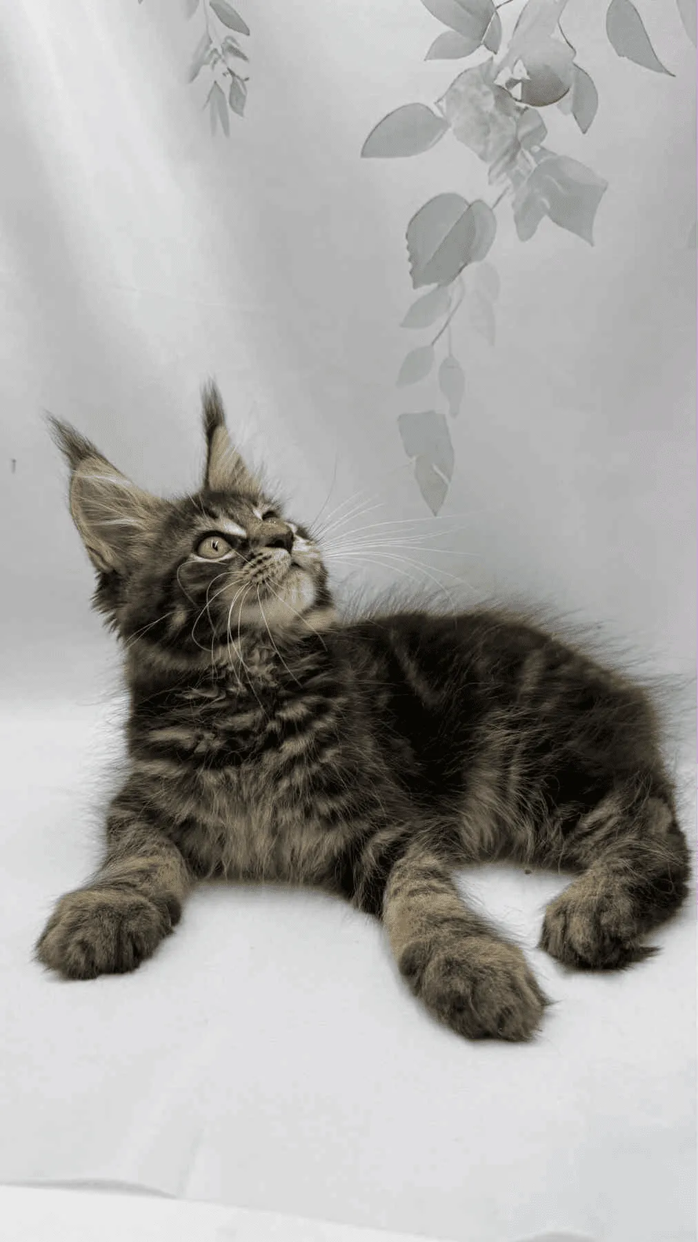 Takki-Male - Image 8