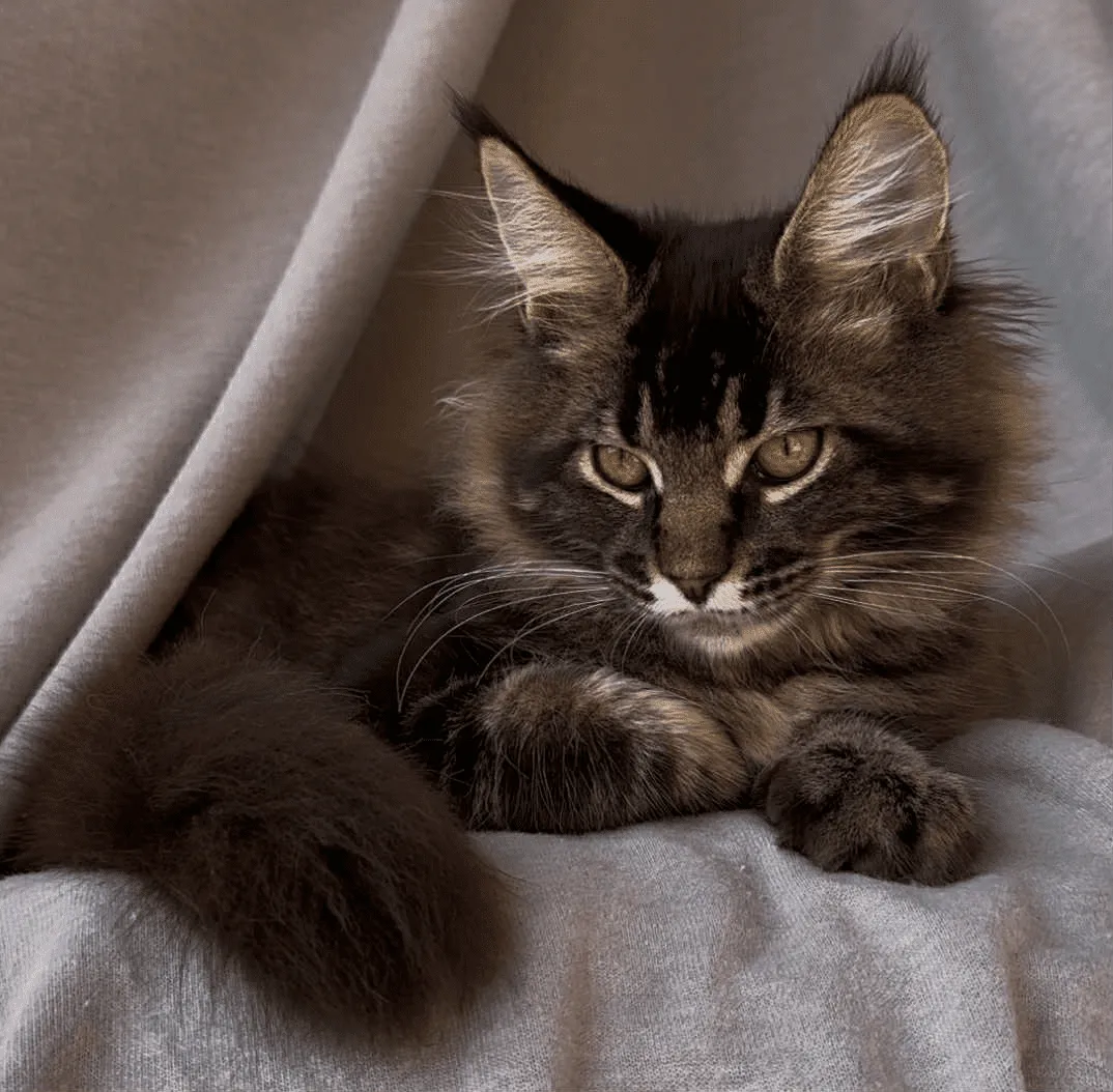 Vestern-Male - Image 23