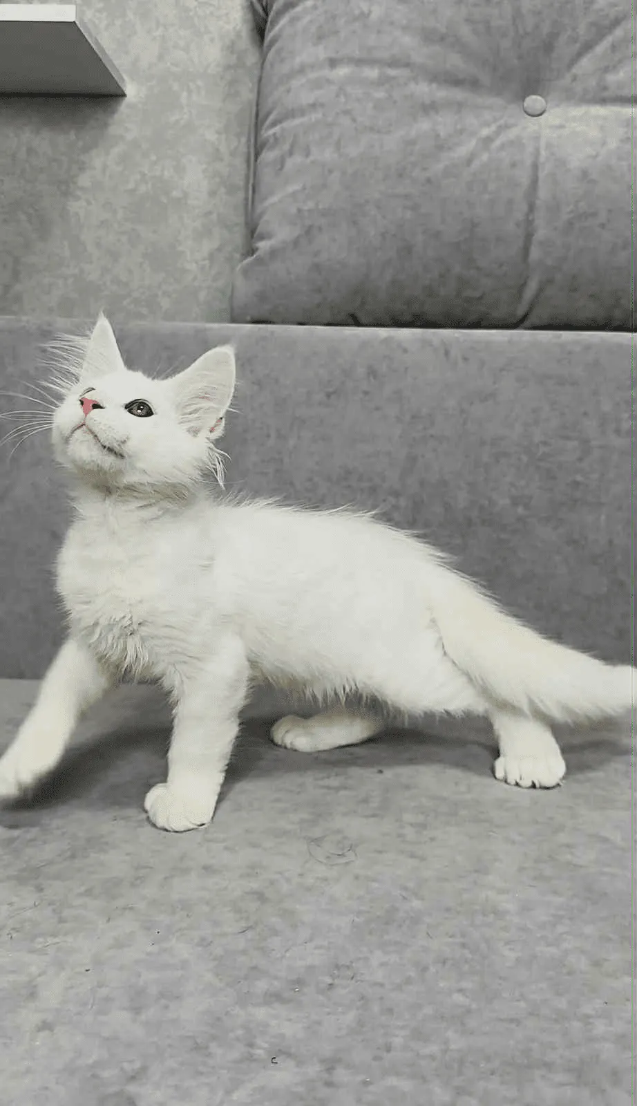 Sebastian-Male - Image 2