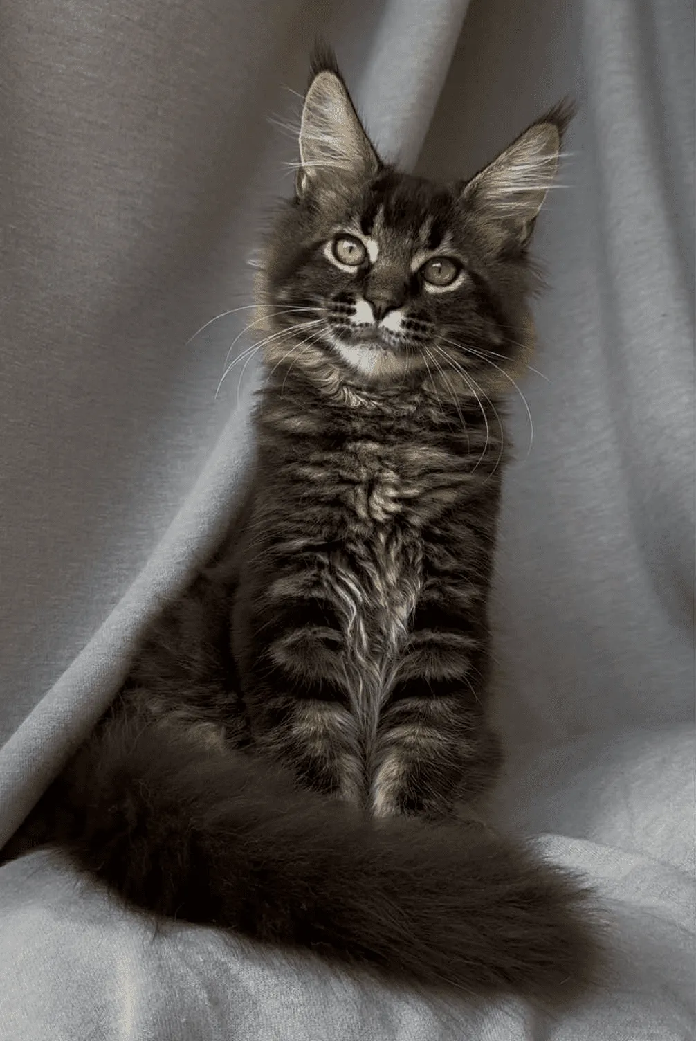 Vestern-Male - Image 3